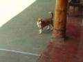 La fiera perruna!