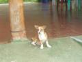 El perro... pongmole.. "Niebla" !!!