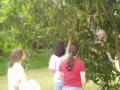 Apeando mangos...