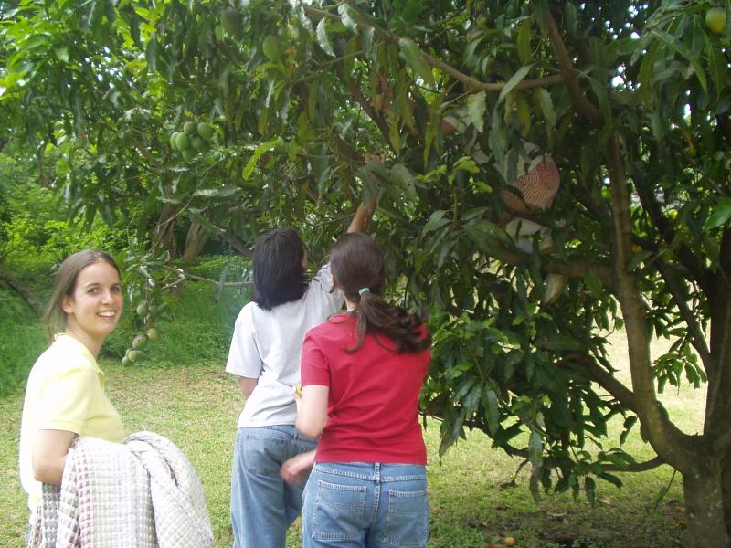 Ya casi comemos mangos...