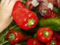 chiles/p1010011.jpg