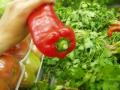 chiles/p1010012.jpg