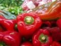 chiles/p1010018.jpg