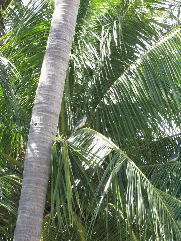 playas/p1010016.jpg