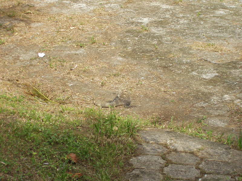 playas/p1010051.jpg