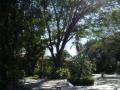guanacaste/p1010034.jpg