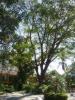guanacaste/p1010037.jpg