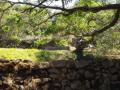 guanacaste/p1010041.jpg