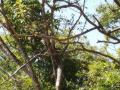 guanacaste/p1010059.jpg