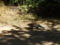guanacaste/p1010061.jpg