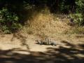 guanacaste/p1010062.jpg