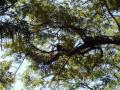 guanacaste/p1010063.jpg