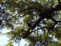 guanacaste/p1010064.jpg