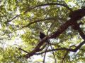 guanacaste/p1010065.jpg