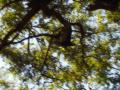 guanacaste/p1010066.jpg