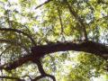 guanacaste/p1010067.jpg