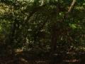 guanacaste/p1010068.jpg