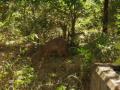 guanacaste/p1010071.jpg