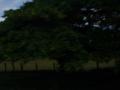 guanacaste/p1010095.jpg