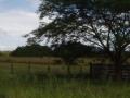 guanacaste/p1010096.jpg