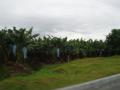 puertoviejo/p1010119.jpg