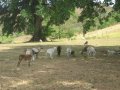 img053.jpeg.small.jpeg