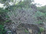 img048.jpeg.small.jpeg