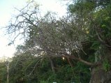 img049.jpeg.small.jpeg
