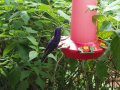 img023.jpeg.small.jpeg