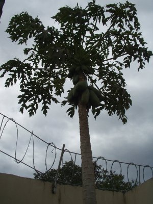 img011.jpeg.medium.jpeg