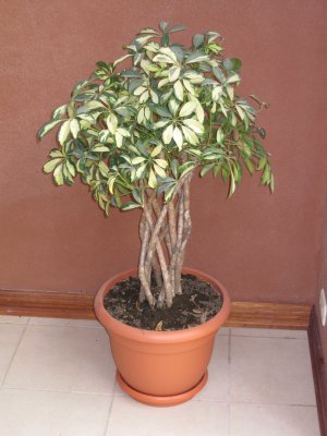 015-img_6268.jpg.medium.jpeg