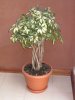 015-img_6268.jpg.small.jpeg