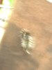 163-00164.jpg.small.jpeg