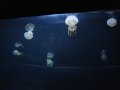 106-00107.jpg.small.jpeg