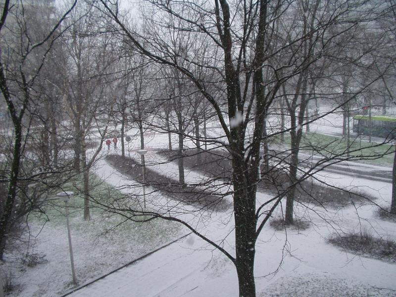 The leafless trees look nice covered in white.