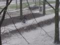 Snow won't stop the Dutch from riding their bikes.