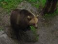 A real teddy bear!