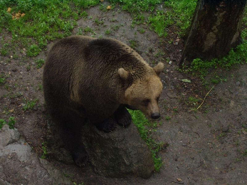 A real teddy bear!