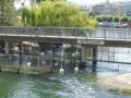 Ms cisnes y patitos feos por todo lado.