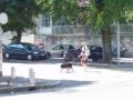 Ac tambin la gente tiene perros.