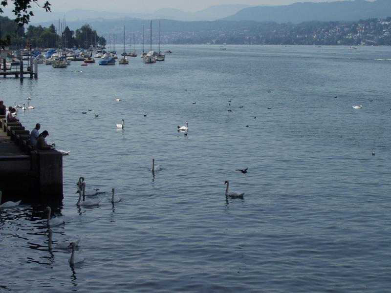 These are real swans.