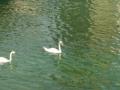 Ms cisnes.