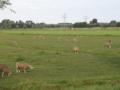 Sheep!