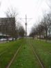 Tram tracks and leave-less trees