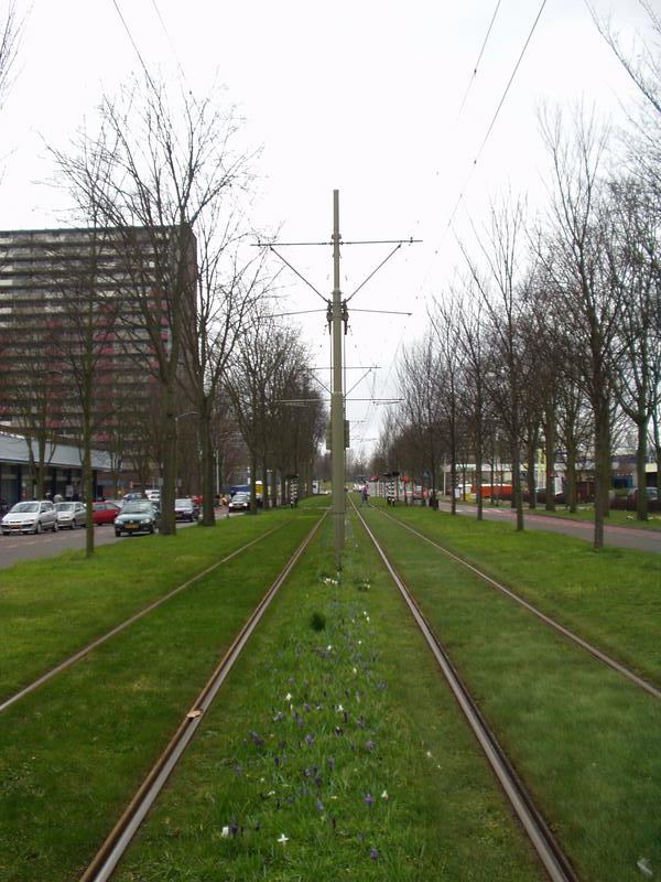 Tram tracks and leave-less trees