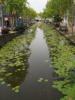 Lilies in one of the canals