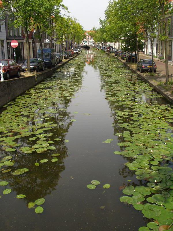 Lilies in one of the canals