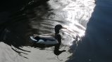 picture thumbnail