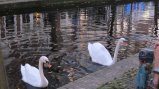 picture thumbnail
