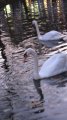 picture thumbnail